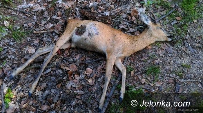 Jelenia Góra: Spotkałeś martwą zwierzynę – co zrobić?