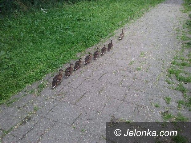 Jelenia Góra: Strażnicy miejscy pomogli kaczej rodzinie