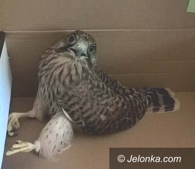 Jelenia Góra: Jastrząb na Placu Kościelnym