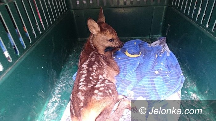 Jelenia Góra: Strażnicy miejscy uratowali sarnę