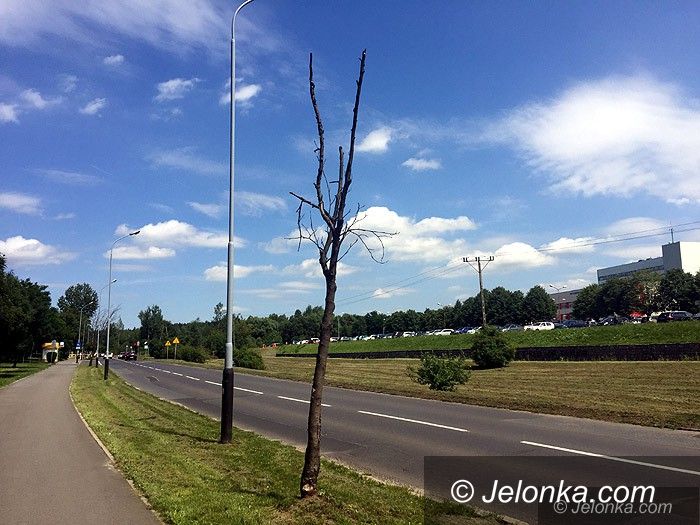 Jelenia Góra: Kiedy zostaną usunięte suche jarzębiny?