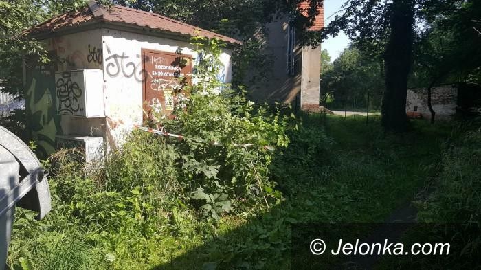 Jelenia Góra: Wracamy do tematu: Straż Miejska przeprasza