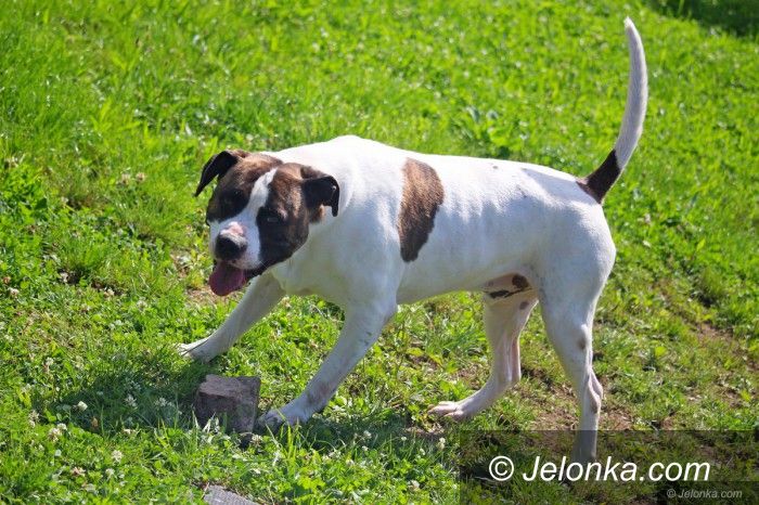 Jelenia Góra: Latem również adoptują psy