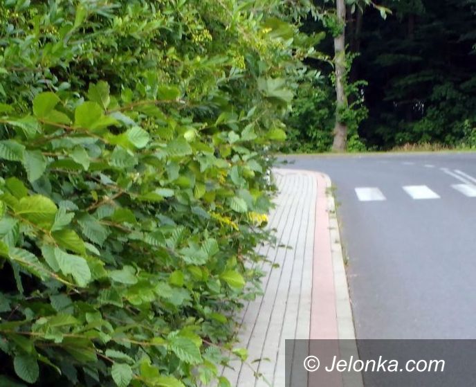 Jelenia Góra: Działkowy żywopłot zawalidrogą przy Staffa