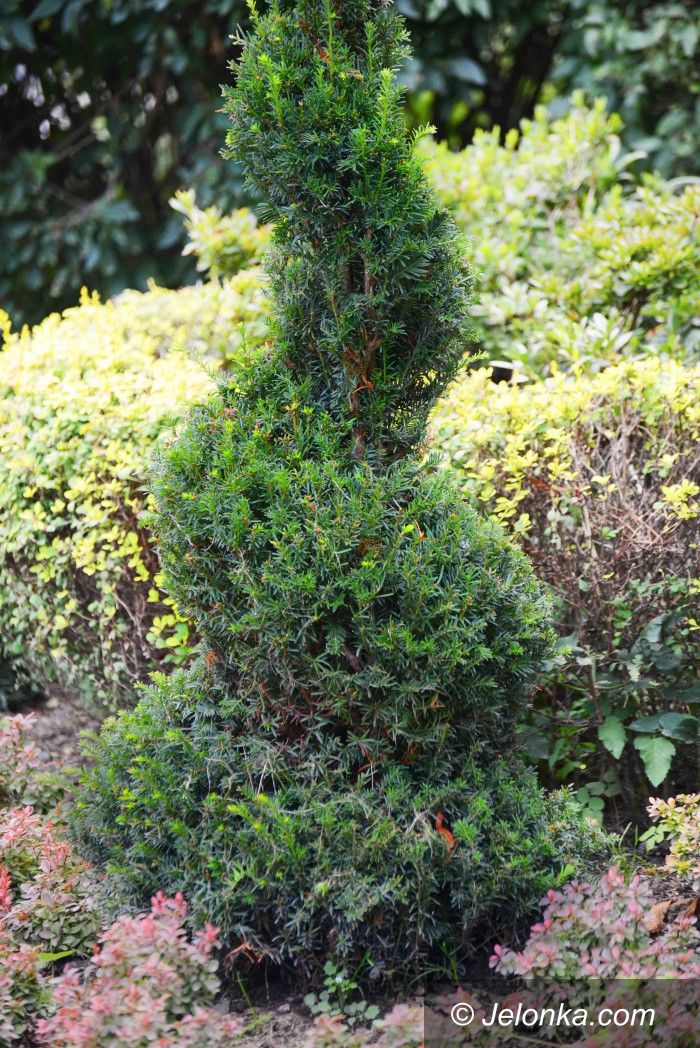 Jelenia Góra: Do miejskich roślin dołączyły topiary