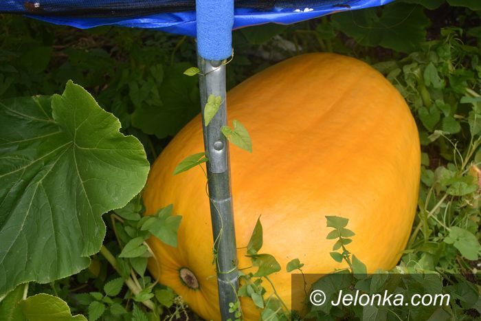 Jelenia Góra: Ekologiczna, wielka dynia w Cieplicach