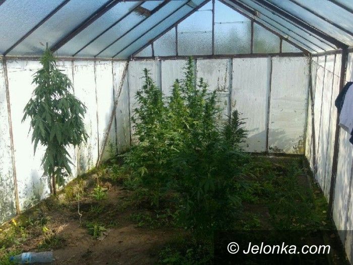 Jelenia Góra: W szklarni uprawiał konopie indyjskie