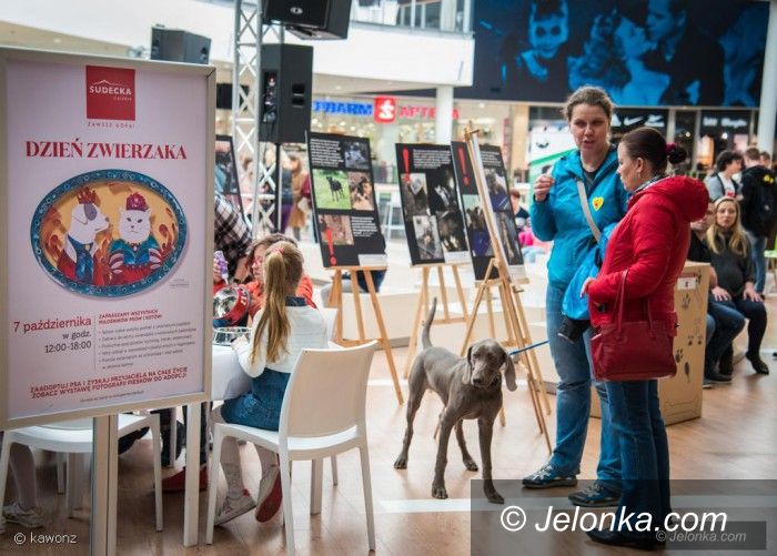 Jelenia Góra: Święto naszych pupili w Galerii Sudeckiej