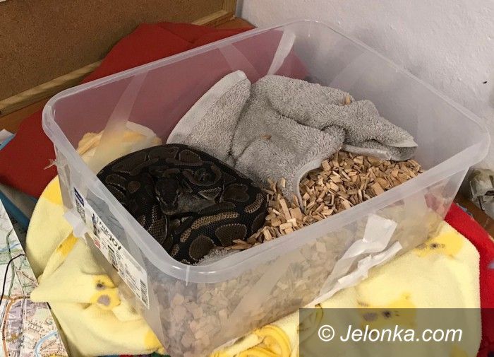 Jelenia Góra: Znaleziono pytona na Zabobrzu