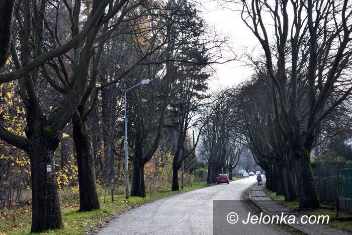 Janowice Wielkie: Na ratunek unikatowej alei jarzębów