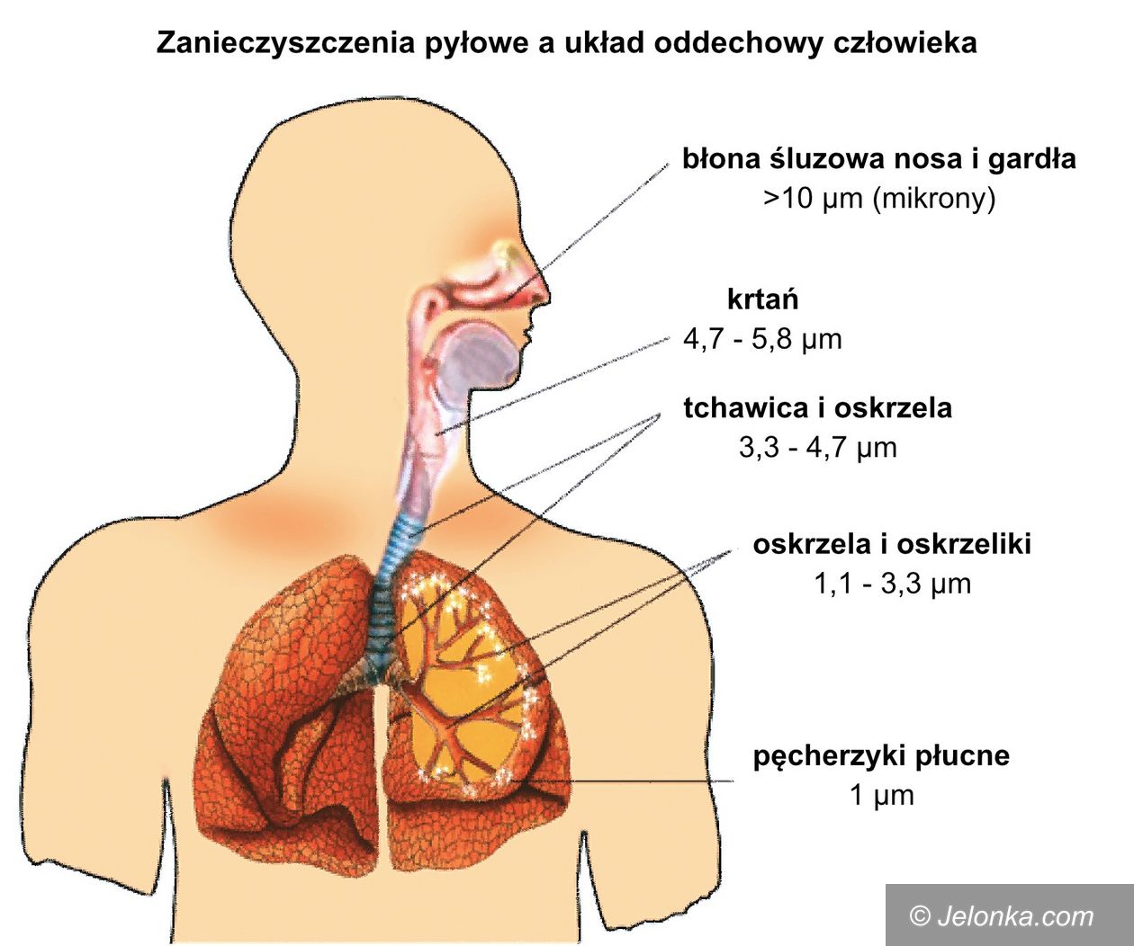 Polska: Co wdychamy?