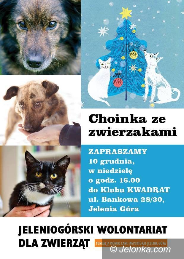 Jelenia Góra: Choinka ze zwierzakami – w Klubie Kwadrat