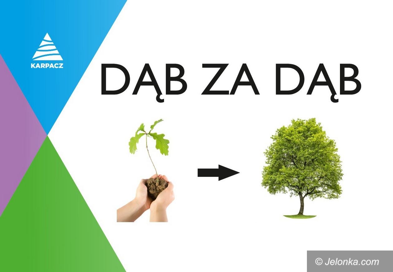 Karpacz: Dąb za dąb (aktualizacja)