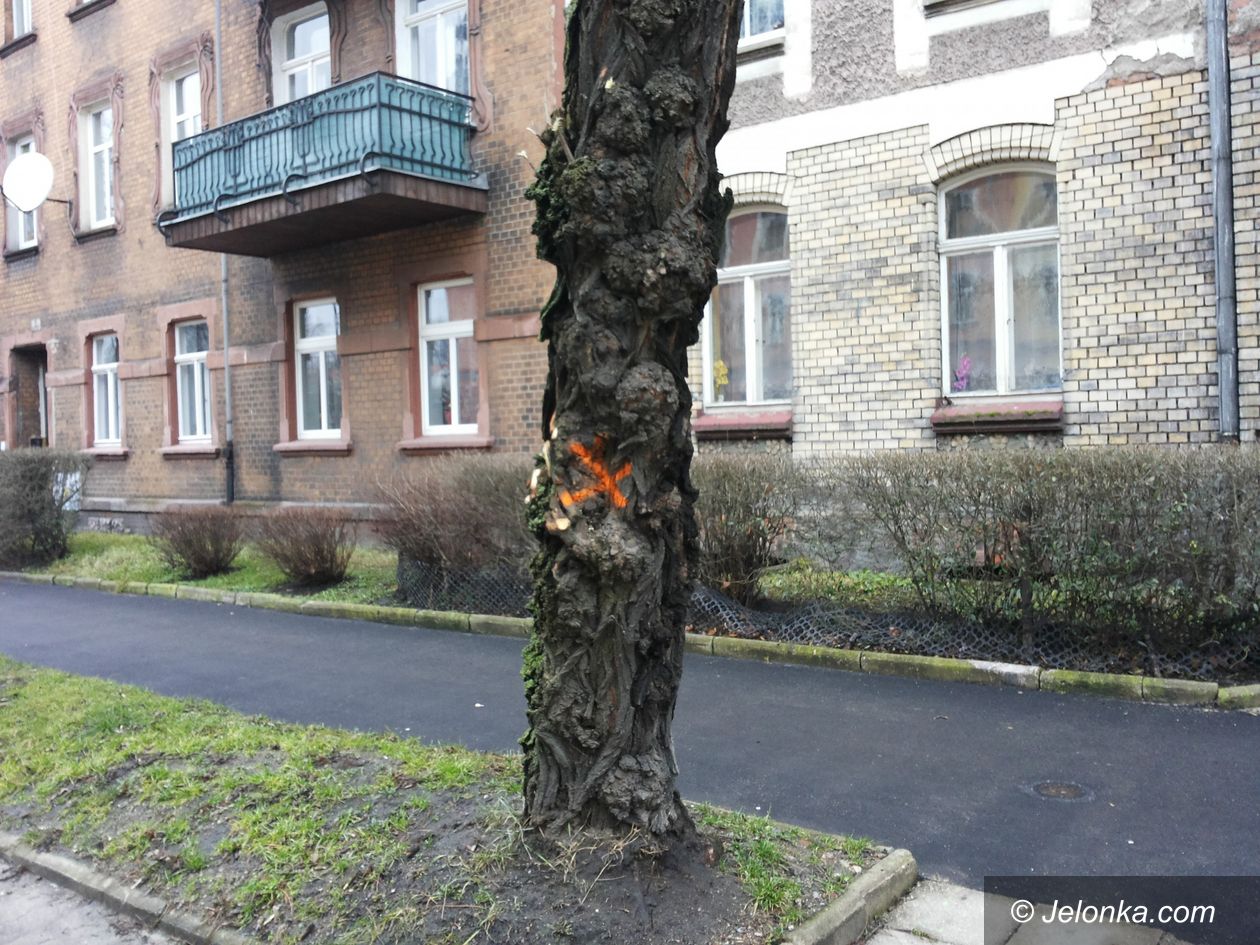 Jelenia Góra: Robinie akacjowe przy Drzymały trzeba wyciąć