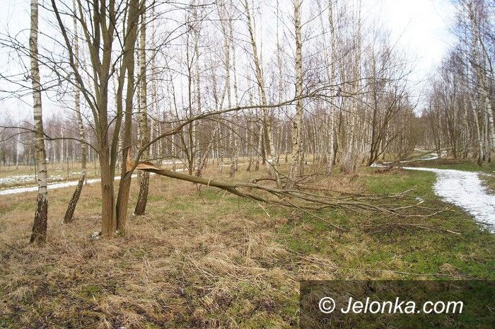 Jelenia Góra: Nie wszystkie drzewa umierają stojąc