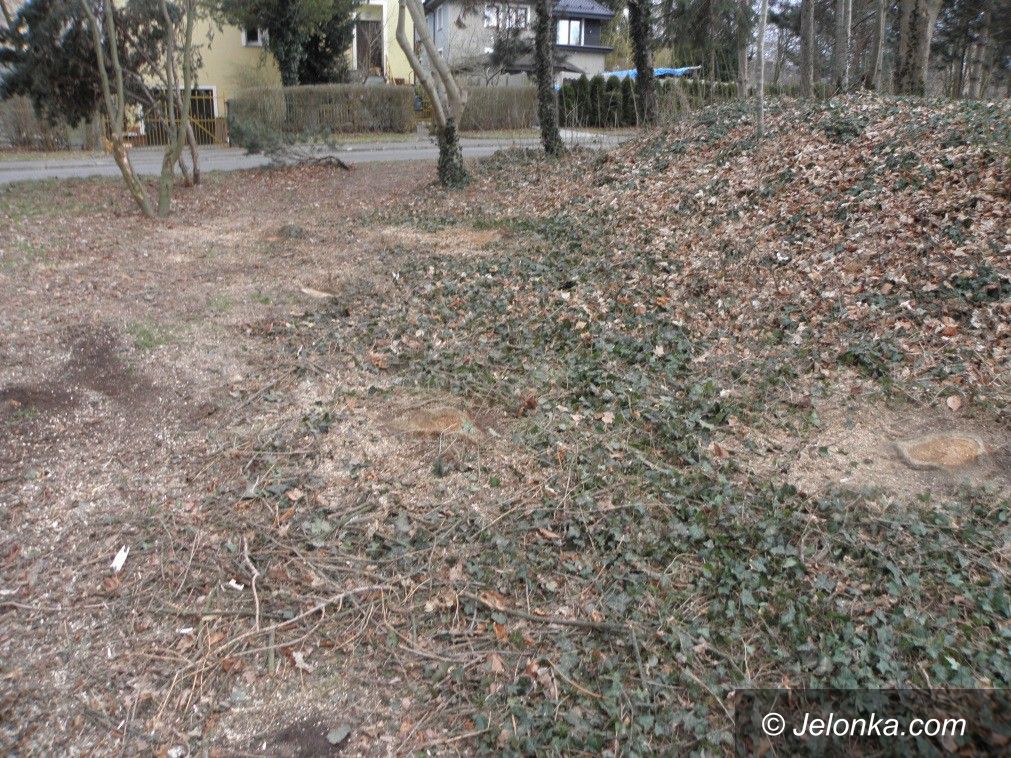 Jelenia Góra: Kontrowersje wokół wycinki drzew