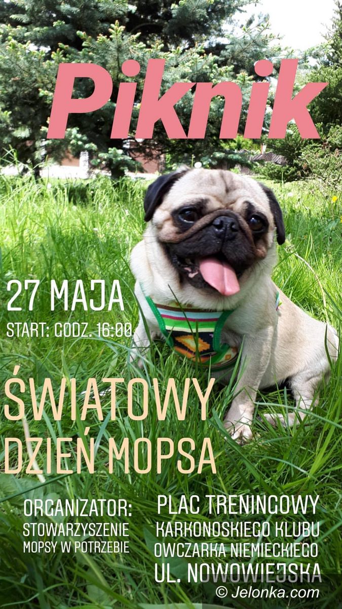 Jelenia Góra: Piknik z okazji dnia mopsa