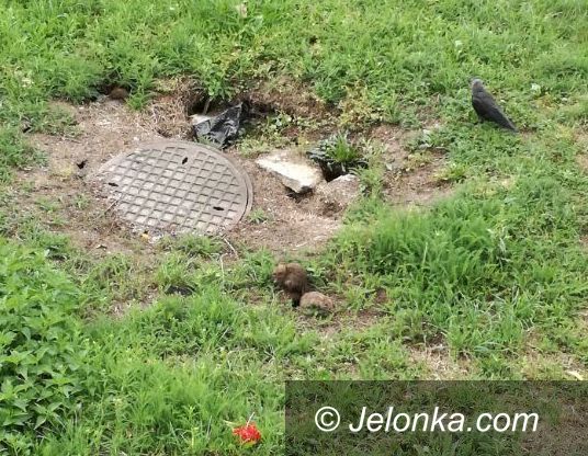 Jelenia Góra: Inwazja szczurów w osiedlu Zabobrze