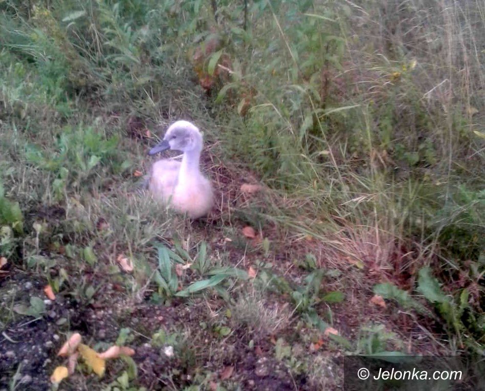Jelenia Góra: Łabędź i króliczek uratowane