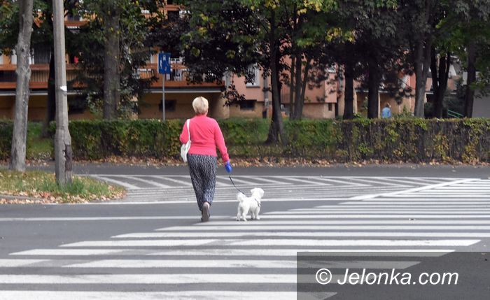 Jelenia Góra: Na Zabobrzu psi problem ze smyczą