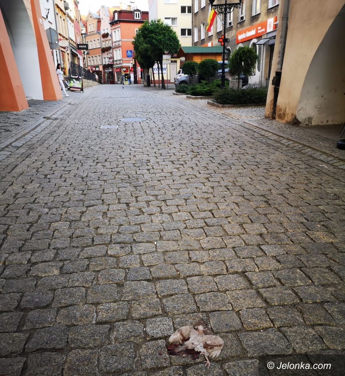 Jelenia Góra: Kto usunie martwego gołębia?