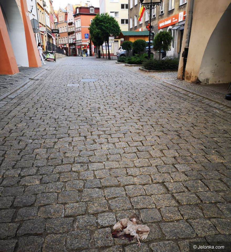 Jelenia Góra: Kto usunie martwego gołębia?