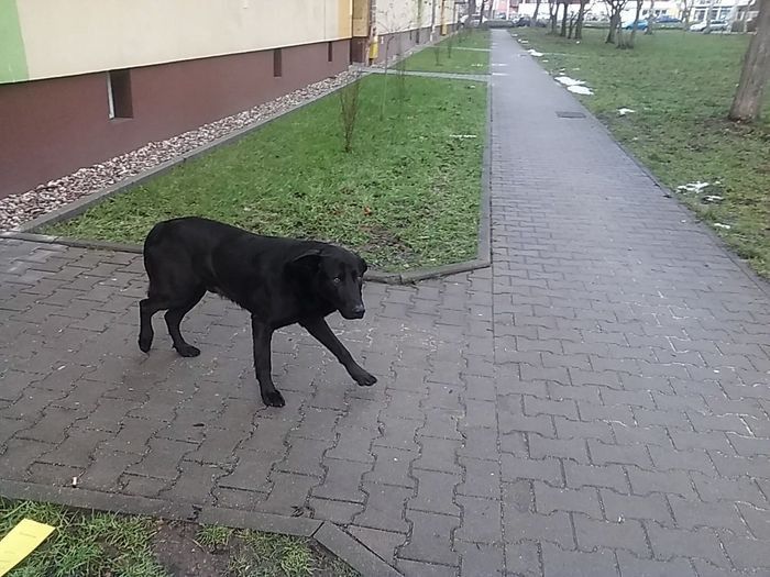 Jelenia Góra: Ktoś wie czyj to pies?