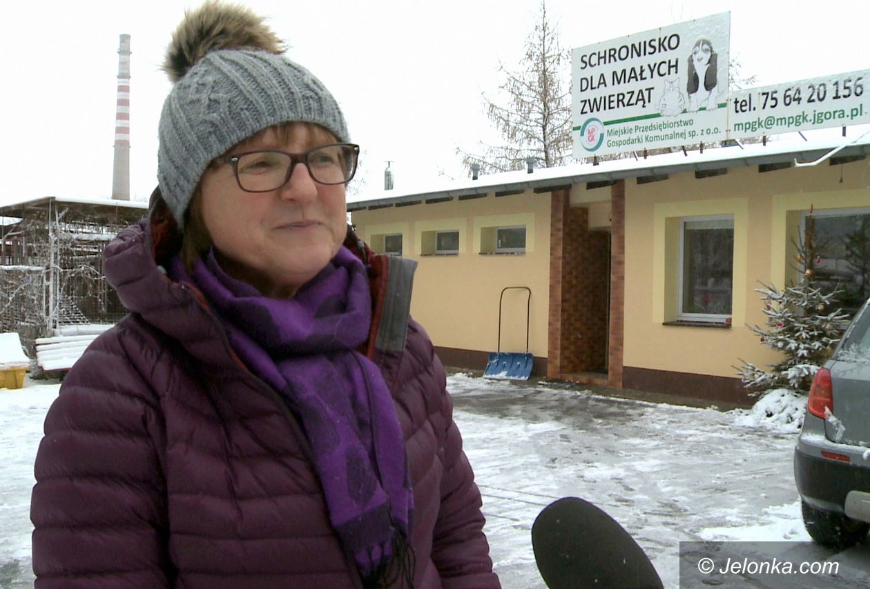 Jelenia Góra: Jak skutecznie pomóc schronisku dla zwierząt