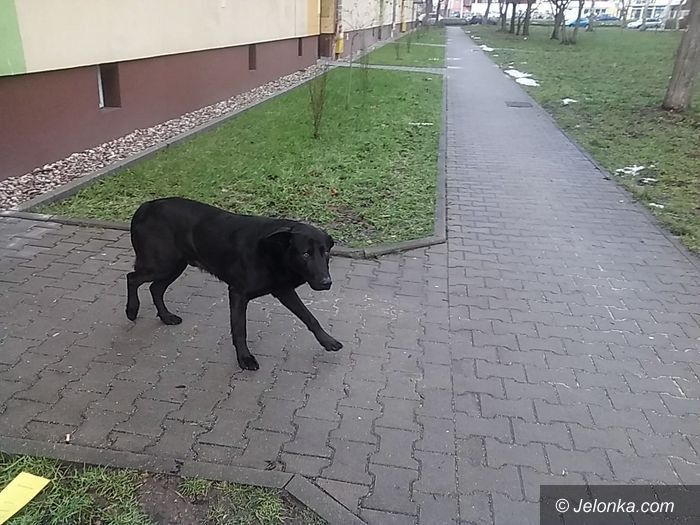 Jelenia Góra: To psi włóczykij (aktualizacja)