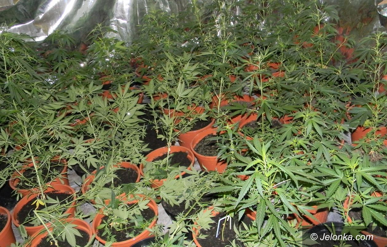 Jelenia Góra: Medyczna marihuana jest już w aptekach?