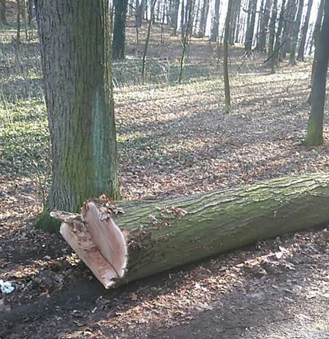 Jelenia Góra: Tną zdrowe drzewa?