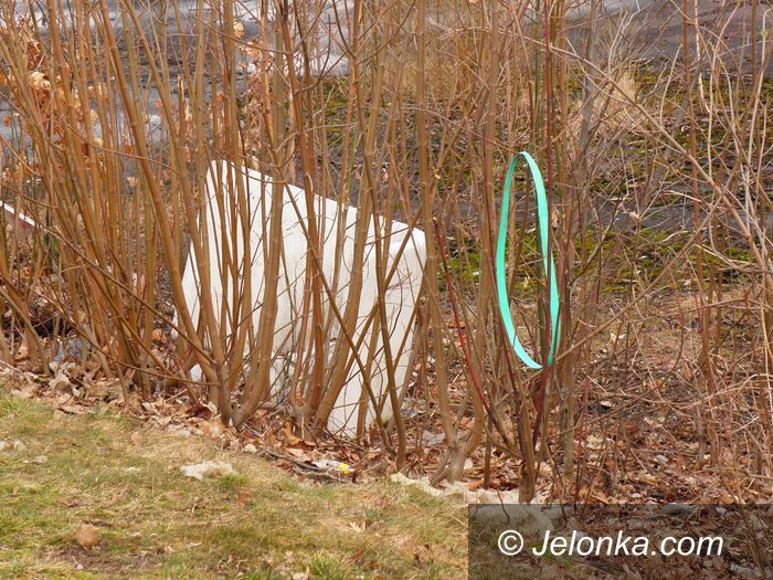 Jelenia Góra: Kto to posprząta?