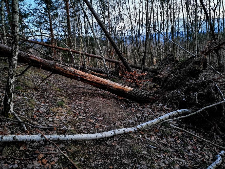 Jelenia Góra: Cmentarzysko drzew
