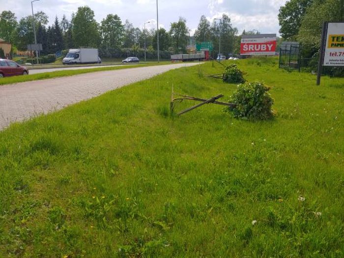 Jelenia Góra: Kto zniszczył drzewka?