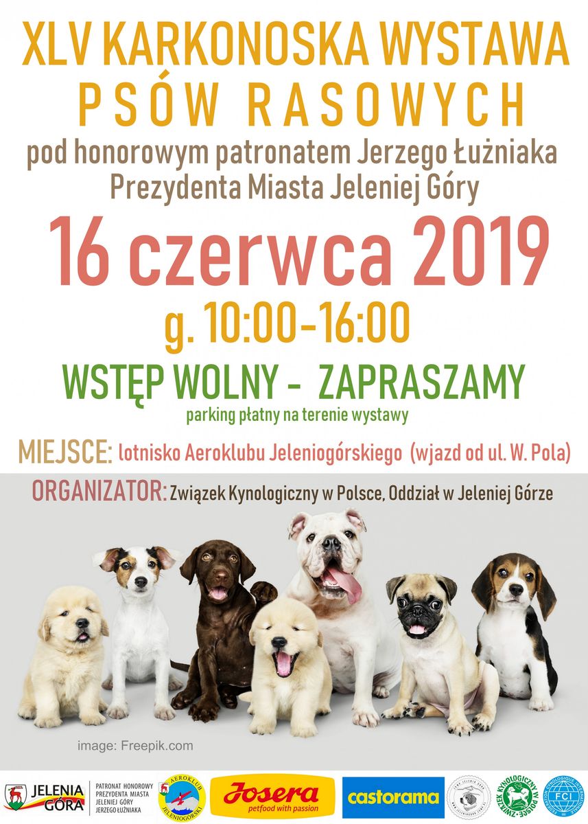 Jelenia Góra: Wkrótce kolejna wystawa psich piękności