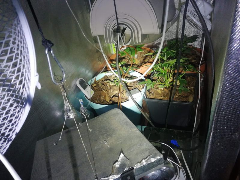 Jelenia Góra: Konopie indyjskie w mieszkaniu i marihuana