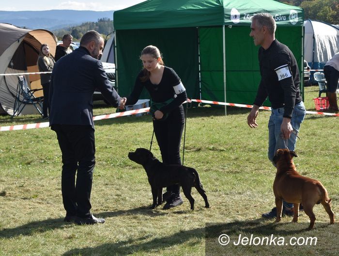 Jelenia Góra: Wystawy psich piękności