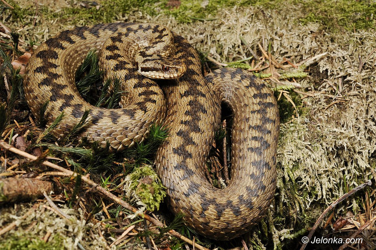 Region: Rocznica śmierci Schwenckfeldta