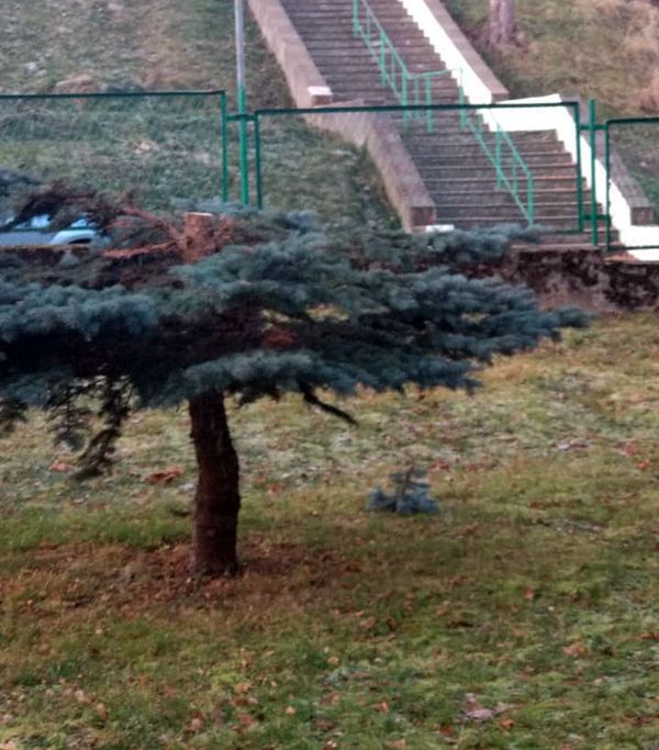 Kowary: Ktoś zniszczył choinki