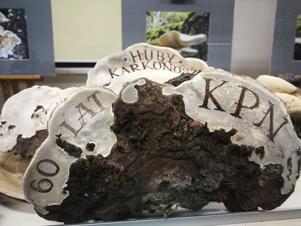 Szklarska Poręba: Wystawa "Huby Karkonoskie"