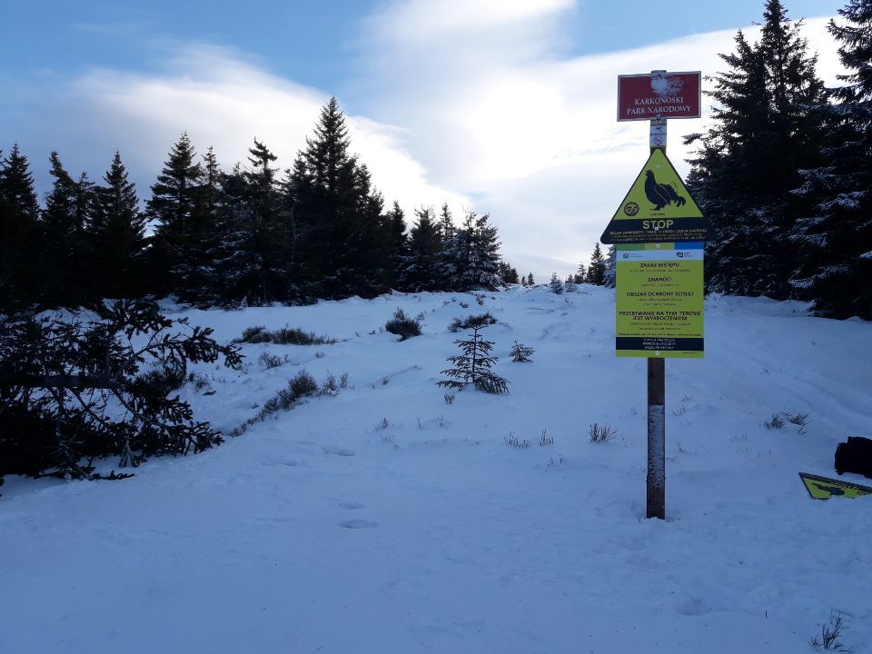 Karkonosze: O spokój cietrzewi
