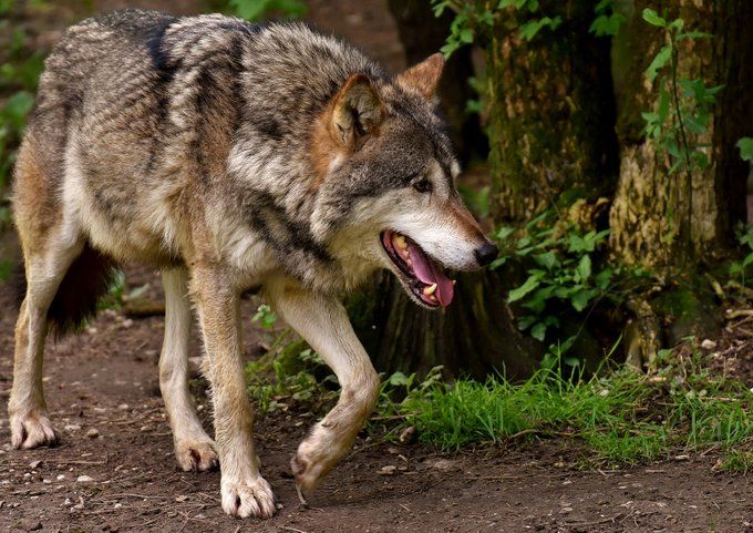 Świeradów Zdrój: Jak zginął wilk?