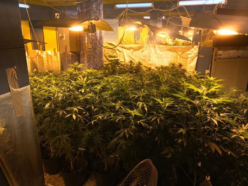 Powiat: Duża plantacja zlikwidowana