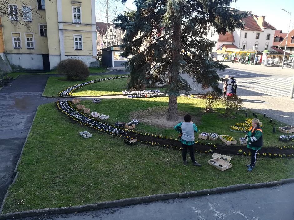 Jelenia Góra: MPGK sadzi już kwiaty