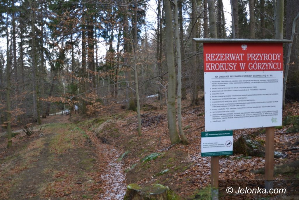 Region: Tym razem wyprawa na krokusy do Górzyńca