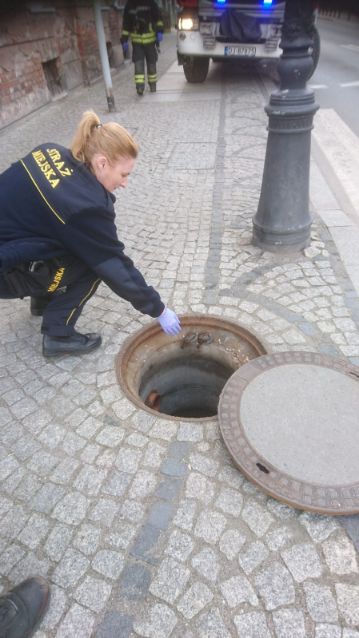 Jelenia Góra: Uratowali wróble