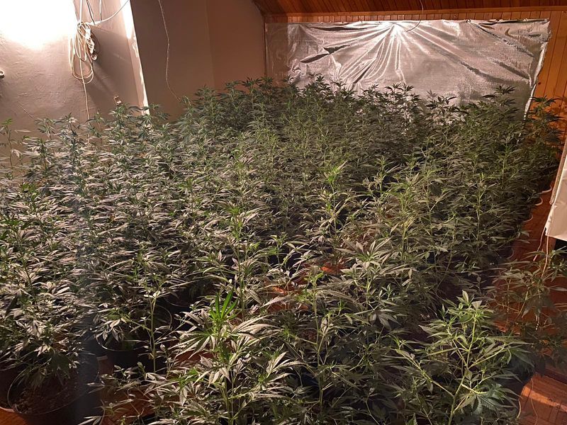 Jelenia Góra: Policjanci zlikwidowali plantację konopi indyjskich