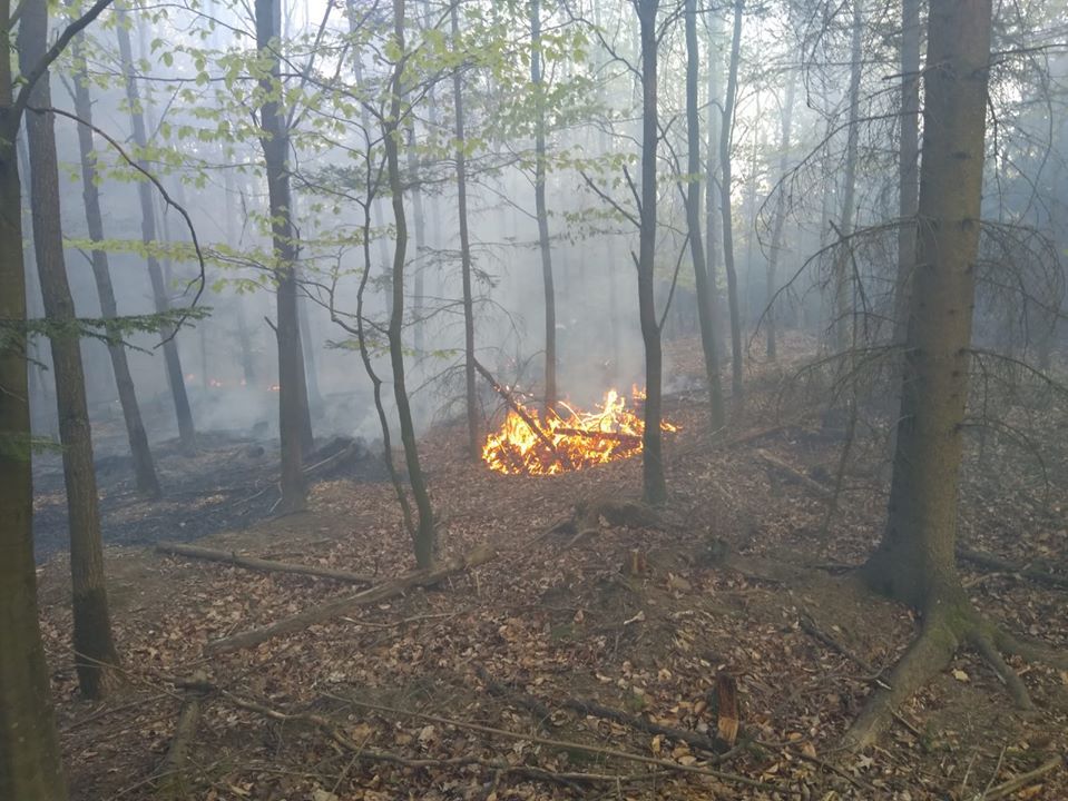 Region: Zakaz wstępu do Wielkiego Lubańskiego Lasu