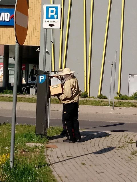 Jelenia Góra: Pszczoły na parkometrze