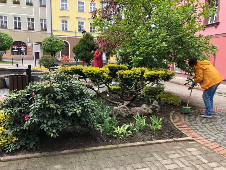 Kowary: Zielenieją Kowary